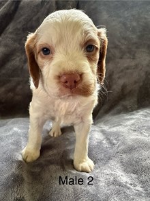 Pepper