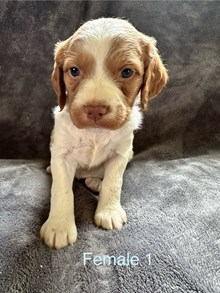 Lila