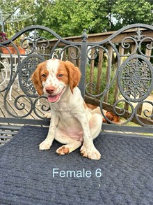 Annie